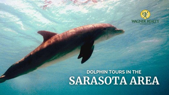 Dolphin Tours