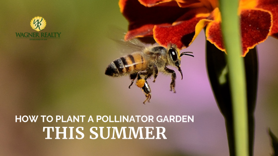 pollinator garden